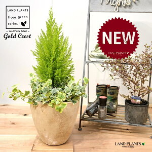 S[hNXg×ACr[ij GbO^ Eh픫 1 H50cmx yRRt@Co[z uTCY ^ Rjt@[ wf  tC Gold Crest hedera