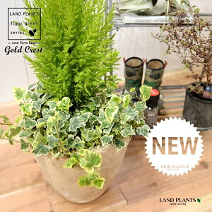 S[hNXg×ACr[ij GbO^ Eh픫 1 H50cmx yRRt@Co[z uTCY ^ Rjt@[ wf  tC Gold Crest hedera