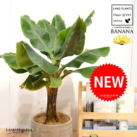 バナナ（ドワーフモンキー） デザインの良い テラコッタ鉢 【ココファイバー・受皿】 モンキーバナナ ドワーフバナナ バナナの木 Banana