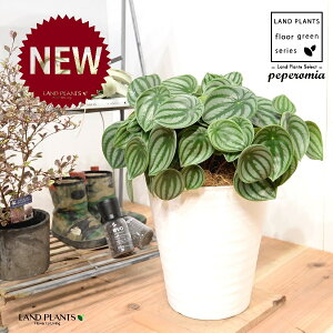 yy~AiTfV[FXCJyyj 8 F ZA[g 1 yRRt@Co[EMz ^ yy~A yy XCJyy~A XCJ   Peperomia argyreia 4