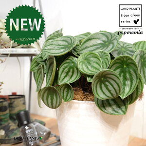 yy~AiTfV[FXCJyyj 8 F ZA[g 1 yRRt@Co[EMz ^ yy~A yy XCJyy~A XCJ   Peperomia argyreia 4