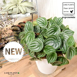 yy~AiTfV[FXCJyyj 8 F ZA[g 1 yRRt@Co[EMz ^ yy~A yy XCJyy~A XCJ   Peperomia argyreia 4