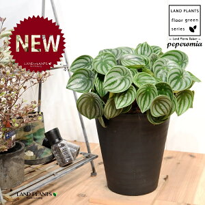 yy~AiTfV[FXCJyyj 8 F ZA[g 1 yRRt@Co[EMz ^ yy~A yy XCJyy~A XCJ   Peperomia argyreia 4