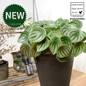 yy~AiTfV[FXCJyyj 8 F ZA[g 1 yRRt@Co[EMz ^ yy~A yy XCJyy~A XCJ   Peperomia argyreia 4