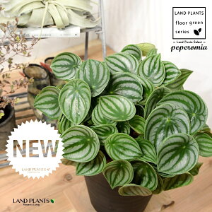 yy~AiTfV[FXCJyyj 8 F ZA[g 1 yRRt@Co[EMz ^ yy~A yy XCJyy~A XCJ   Peperomia argyreia 4