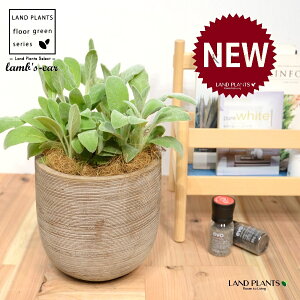 YC[iqr̎j fUC̗ǂ eRb^ 1 yRRt@Co[z ^ ^`M r̎ qcWm~~ n[u n[ Stachys byzantina lamb's-ear 4