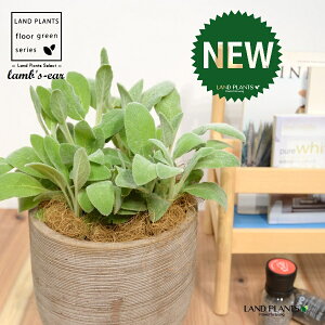 YC[iqr̎j fUC̗ǂ eRb^ 1 yRRt@Co[z ^ ^`M r̎ qcWm~~ n[u n[ Stachys byzantina lamb's-ear 4