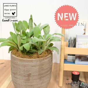 YC[iqr̎j fUC̗ǂ eRb^ 1 yRRt@Co[z ^ ^`M r̎ qcWm~~ n[u n[ Stachys byzantina lamb's-ear 4