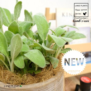 YC[iqr̎j fUC̗ǂ eRb^ 1 yRRt@Co[z ^ ^`M r̎ qcWm~~ n[u n[ Stachys byzantina lamb's-ear 4