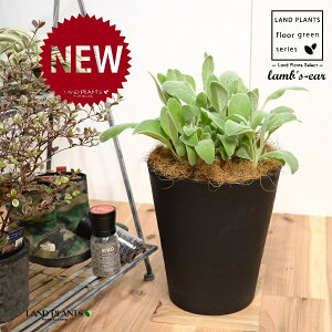 YC[iqr̎j 8 F ZA[g 1 yRRt@Co[EMz ^ ^`M r̎ qcWm~~ n[u n[ Stachys byzantina lamb's-ear 4