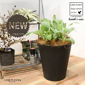 YC[iqr̎j 8 F ZA[g 1 yRRt@Co[EMz ^ ^`M r̎ qcWm~~ n[u n[ Stachys byzantina lamb's-ear 4