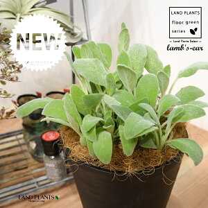 YC[iqr̎j 8 F ZA[g 1 yRRt@Co[EMz ^ ^`M r̎ qcWm~~ n[u n[ Stachys byzantina lamb's-ear 4