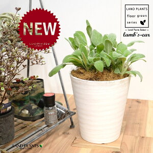 YC[iqr̎j 8 F ZA[g 1 yRRt@Co[EMz ^ ^`M r̎ qcWm~~ n[u n[ Stachys byzantina lamb's-ear 4