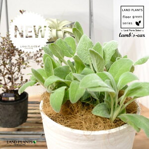 YC[iqr̎j 8 F ZA[g 1 yRRt@Co[EMz ^ ^`M r̎ qcWm~~ n[u n[ Stachys byzantina lamb's-ear 4