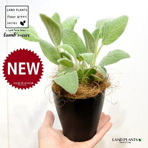 YC[iqr̎j 4 F vX`bN 1 yRRt@Co[z ^`M r̎ qcWm~~ n[u n[ Stachys byzantina lamb's-ear