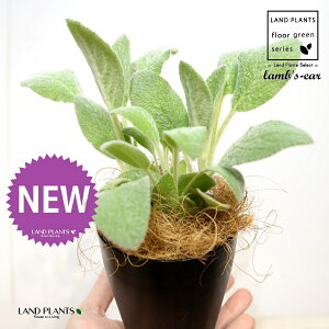 YC[iqr̎j 4 F vX`bN 1 yRRt@Co[z ^`M r̎ qcWm~~ n[u n[ Stachys byzantina lamb's-ear