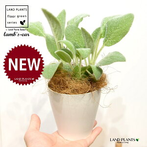 YC[iqr̎j 4 F vX`bN 1 yRRt@Co[z ^`M r̎ qcWm~~ n[u n[ Stachys byzantina lamb's-ear