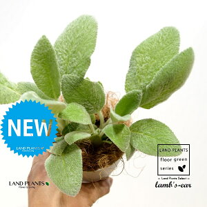 YC[iqr̎j 4 F vX`bN 1 yRRt@Co[z ^`M r̎ qcWm~~ n[u n[ Stachys byzantina lamb's-ear