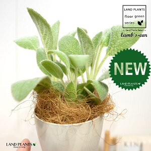 YC[iqr̎j 4 F vX`bN 1 yRRt@Co[z ^`M r̎ qcWm~~ n[u n[ Stachys byzantina lamb's-ear