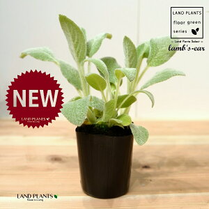 YC[iqr̎j 3 |bgc 1 ^`M r̎ qcWm~~ n[u n[ Stachys byzantina lamb's-ear