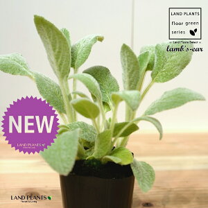 YC[iqr̎j 3 |bgc 1 ^`M r̎ qcWm~~ n[u n[ Stachys byzantina lamb's-ear