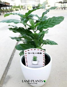 R[q[mLi3{j 4 F Eh^ 픫 1  coffee R[q[̖ C. arabica L.