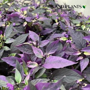 yϏܗpz SVLgEKVip[vtbVj 3.5 |bgc 1 gEKV hq nEB Capsicum annuum