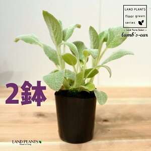 YC[iqr̎j 2 3 |bgc ^`M r̎ qcWm~~ n[u n[ Stachys byzantina lamb's-ear