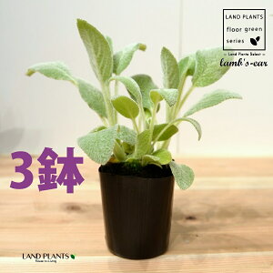 YC[iqr̎j 3 3 |bgc ^`M r̎ qcWm~~ n[u n[ Stachys byzantina lamb's-ear
