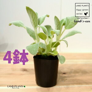 YC[iqr̎j 4 3 |bgc ^`M r̎ qcWm~~ n[u n[ Stachys byzantina lamb's-ear