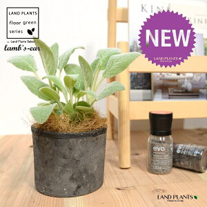 YC[iqr̎j F X|bg V_[^ 퐻 1 yRRt@Co[z ^`M r̎ qcWm~~ n[u n[ Stachys byzantina lamb's-ear