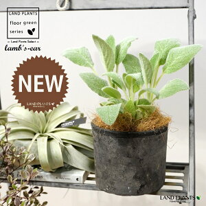 YC[ir̎j F X|bg V_[^ 퐻 1 yRRt@Co[z ^`M qr̎ qcWm~~ n[u n[ Stachys byzantina lamb's-ear