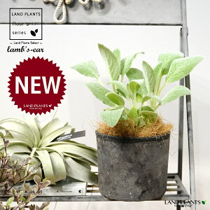 YC[ir̎j F X|bg V_[^ 퐻 1 yRRt@Co[z ^`M qr̎ qcWm~~ n[u n[ Stachys byzantina lamb's-ear