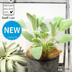 YC[ir̎j F X|bg V_[^ 퐻 1 yRRt@Co[z ^`M qr̎ qcWm~~ n[u n[ Stachys byzantina lamb's-ear