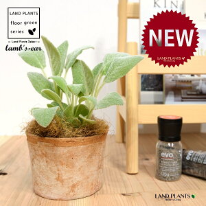 YC[iqr̎j F X|bg V_[^ 퐻 1 yRRt@Co[z ^`M r̎ qcWm~~ n[u n[ Stachys byzantina lamb's-ear