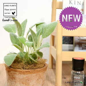 YC[iqr̎j F X|bg V_[^ 퐻 1 yRRt@Co[z ^`M r̎ qcWm~~ n[u n[ Stachys byzantina lamb's-ear