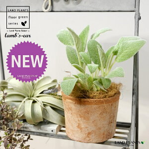 YC[iqr̎j F X|bg V_[^ 퐻 1 yRRt@Co[z ^`M r̎ qcWm~~ n[u n[ Stachys byzantina lamb's-ear