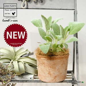 YC[iqr̎j F X|bg V_[^ 퐻 1 yRRt@Co[z ^`M r̎ qcWm~~ n[u n[ Stachys byzantina lamb's-ear