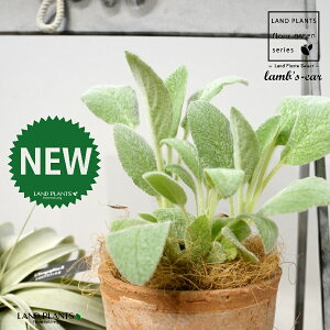 YC[iqr̎j F X|bg V_[^ 퐻 1 yRRt@Co[z ^`M r̎ qcWm~~ n[u n[ Stachys byzantina lamb's-ear