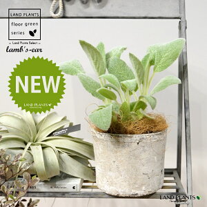 YC[iqr̎j F X|bg V_[^ 퐻 1 yRRt@Co[z ^`M r̎ qcWm~~ n[u n[ Stachys byzantina lamb's-ear