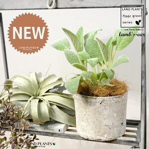 YC[iqr̎j F X|bg V_[^ 퐻 1 yRRt@Co[z ^`M r̎ qcWm~~ n[u n[ Stachys byzantina lamb's-ear