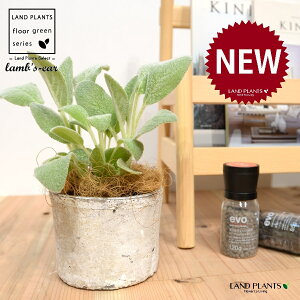 YC[iqr̎j F X|bg V_[^ 퐻 1 yRRt@Co[z ^`M r̎ qcWm~~ n[u n[ Stachys byzantina lamb's-ear