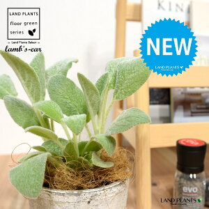 YC[iqr̎j F X|bg V_[^ 퐻 1 yRRt@Co[z ^`M r̎ qcWm~~ n[u n[ Stachys byzantina lamb's-ear