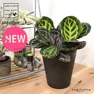 JeAiZIsN^F؁j 8 F ZA[g 1 yRRt@Co[EMz^ ZIsN^[ [IsN^[ SVLoloVE Jungle velvet calathea roseopicta 3