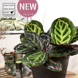 JeAiZIsN^F؁j 8 F ZA[g 1 yRRt@Co[EMz^ ZIsN^[ [IsN^[ SVLoloVE Jungle velvet calathea roseopicta 3