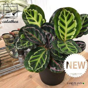 JeAiZIsN^F؁j 8 F ZA[g 1 yRRt@Co[EMz^ ZIsN^[ [IsN^[ SVLoloVE Jungle velvet calathea roseopicta 3