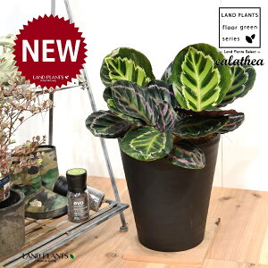 JeAiZIsN^F؁j 8 F ZA[g 1 yRRt@Co[EMz^ ZIsN^[ [IsN^[ SVLoloVE Jungle velvet calathea roseopicta 3
