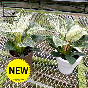 �t�B���f���h�����i�o�[�L���j 5�� �v���X�`�b�N�� 1���t�B���f���h�����o�[�L�� Philodendoron 'Birkin'