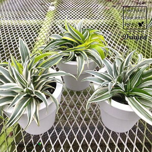 yP[X̔F8z hZiihSF3񂹐Aj 5 vX`bN 8 hZihS dracaena Dragon