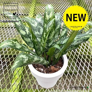 AOIl}i}Aj 5 vX`bN 1 Aglaonema Maria